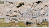 Broad-billed Sandpiper (Limicola falcinellus)