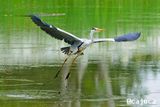 Ardea cinerea , Grey Heron