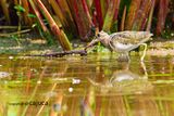 Greater Painted-snipe, Male