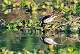 White-browed wagtail (Motacilla maderaspatensis) 