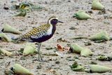  Pacific Golden Plover , breeding plumage