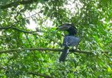 Trumpeter Hornbill (Bycanistes bucinator)