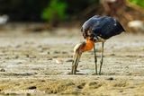 Lesser Adjutant ( Leptoptilos javanicus )