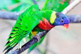 rainbow lory (Trichoglossus moluccanus)