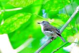 Mangrove Whistler (Pachycephala cinerea)
