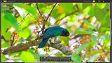  Asian Emerald Cuckoo (Chrysococcyx maculatus), Male