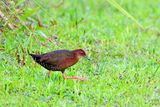 Ruddy-breasted crake (Porzana fusca)