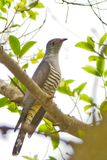 Oriental Cuckoo 
