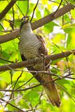 banded bay cuckoo  Cacomantis sonneratii) 