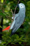 Congo African Grey parrot ( Psittacus erithacus erithacus )