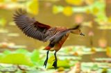 Lesser Whistling-Duck ( Dendrocygna javanica )