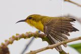 Olive backed Sunbird ( Female )