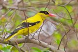 Black-naped Oriole (Oriolus chinensis)