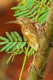 Yellow Bittern (Ixobrychus sinensis)