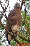 Grey-headed Fish Eagle (Ichthyophaga ichthyaetus)