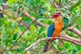 Stork-billed Kingfisher (Pelargopsis capensis)