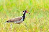 Red-wattled Lapwing (Vanellus indicus atronuchalis)