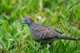 Zebra Dove (Geopelia striata)