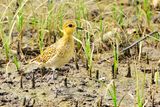 Pacific Golden Plover ( Pluvialis fulva )