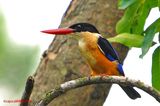 Black-capped Kingfisher