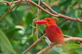 Ruddy Kingfisher - Male ( Halcyon coromanda )