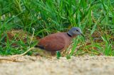 Red Collared Dove ( Streptopelia tranquebarica  )