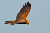 Eastern Marsh Harrier (Circus spilonotus)