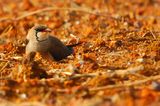 Dsc_1638op.JPG