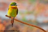 Dsc_1515be.JPG