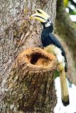 Oriental Pied-Hornbill ( Anthracoceros albirostris ) , male