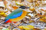 Blue-winged Pitta ( Pitta moluccensis )