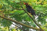 Common Hill Myna ( Gracula religiosa )