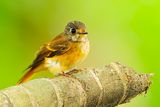 Ferruginous Flycatcher ( Muscicapa ferruginea )