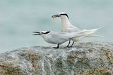 Black-naped Tern ( Sterna sumatrana )