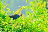 Purple Swamphen (Porphyrio porphyrio)