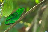  Green Broadbill ( Calyptomena viridis )