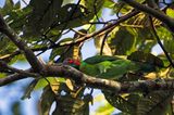 Blue-eared Barbet (Megalaima australis)