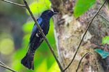 Asian Drongo-Cuckoo ( Surniculus lugubris )