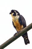  Black-thighed Falconet (Microhierax fringillarius) 