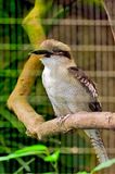 Laughing Kookaburra