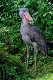 Shoebill, Balaeniceps rex