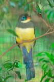 Sumatran Trogon (Harpactes mackloti )