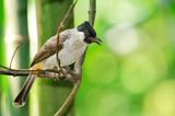 Sooty-headed Bulbul
