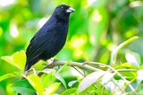 white-lined tanager (Tachyphonus rufus) 