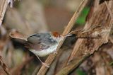 Rufous-tailed Tailorbird (Orthotomus sericeus)