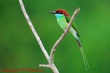 Blue-throated Bee-Eater (Merops viridis)