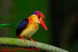 Black-backed Kingfisher (Ceyx erithacus)