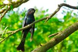 Drongo Cuckoo ( Surniculus lugubris )