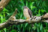 DSC_7279_filtered.jpg