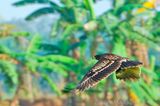 Greater Spotted Eagle